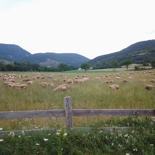 La ferme de Castelanau Trail du Trévezel